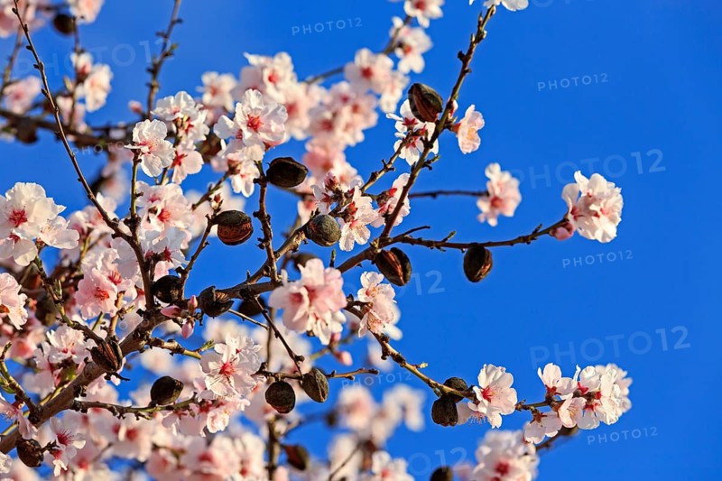 Almond tree