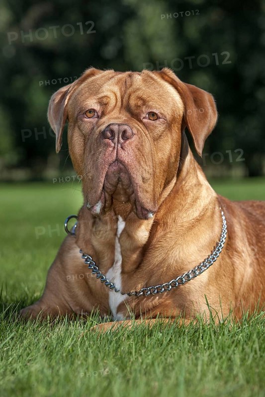 Dogue de Bordeaux