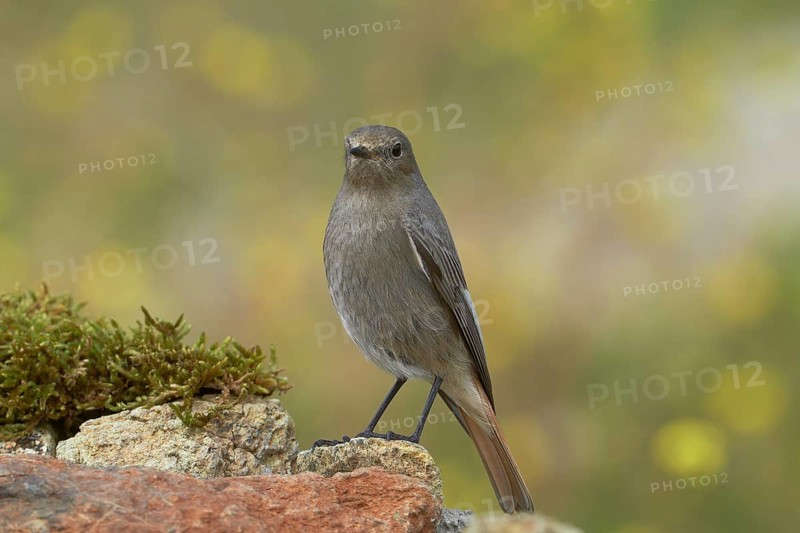 Redstart
