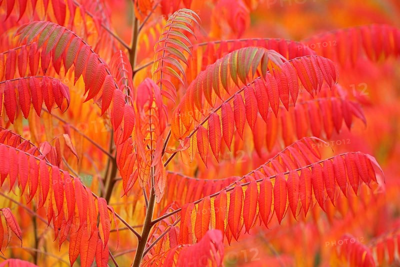 Staghorn sumac