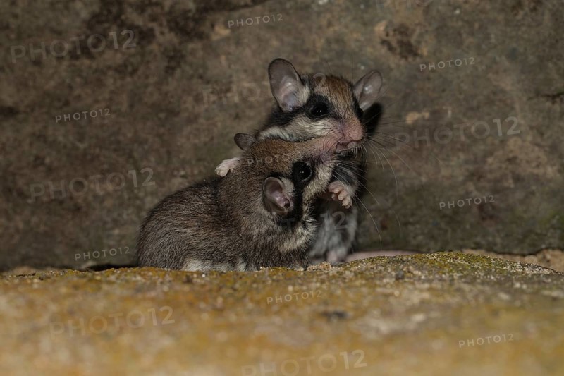 Two garden dormice