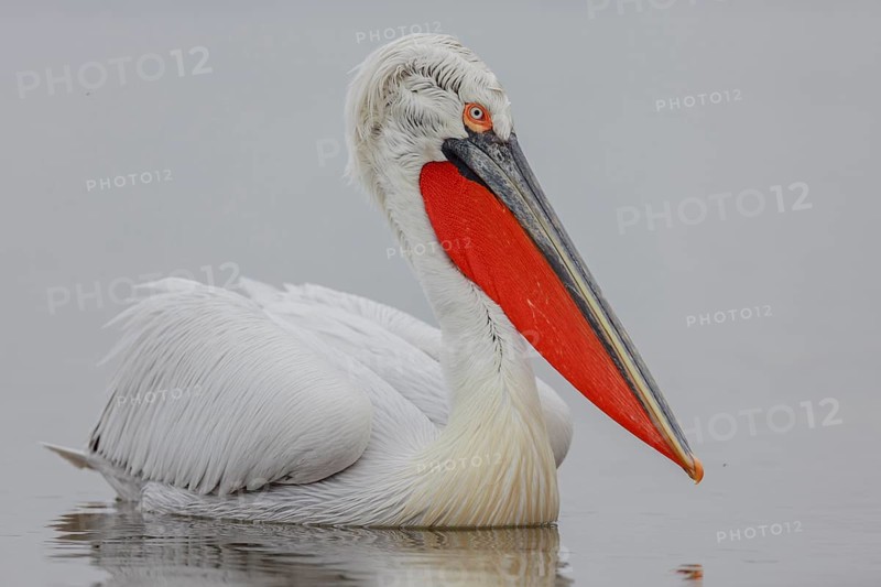 Dalmatian pelican
