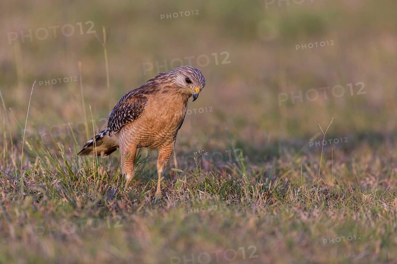 Red-shouldered hawk
