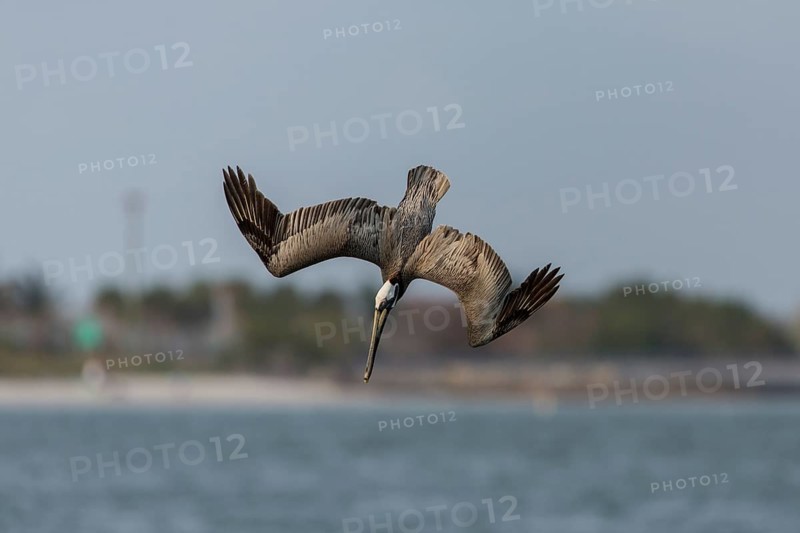 Brown Pelican