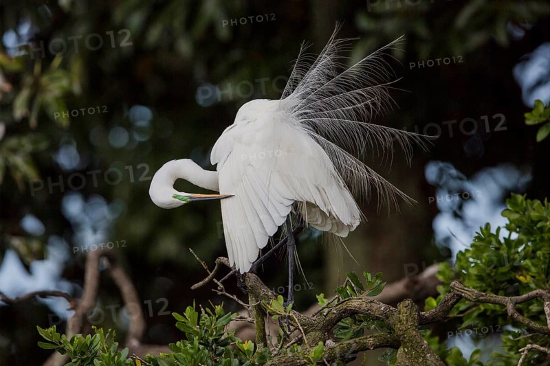 Great egret