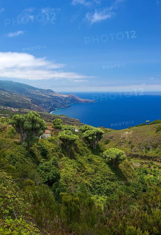 Dragon trees on the north coast of La Palma