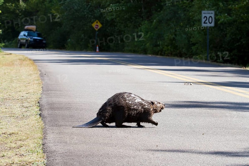 Beaver crossing a North American beaver