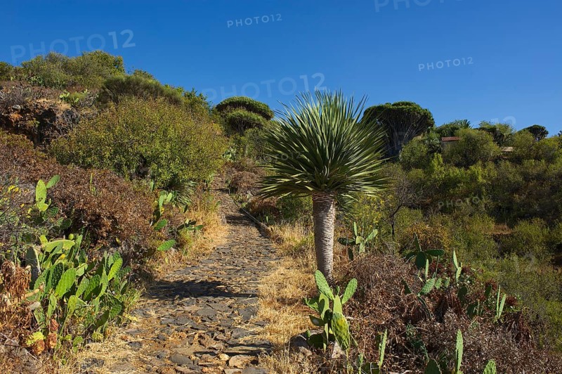 Dragon tree on the north coast