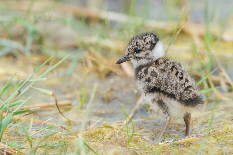 Northern lapwing