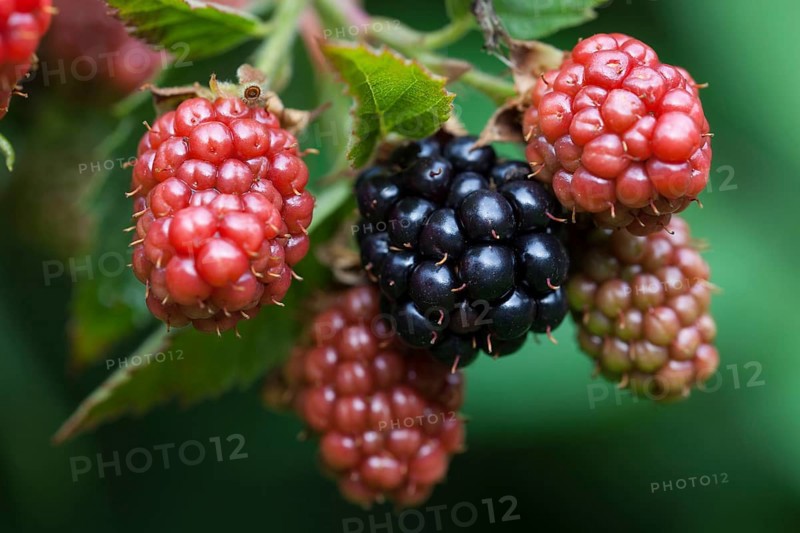 Blackberry