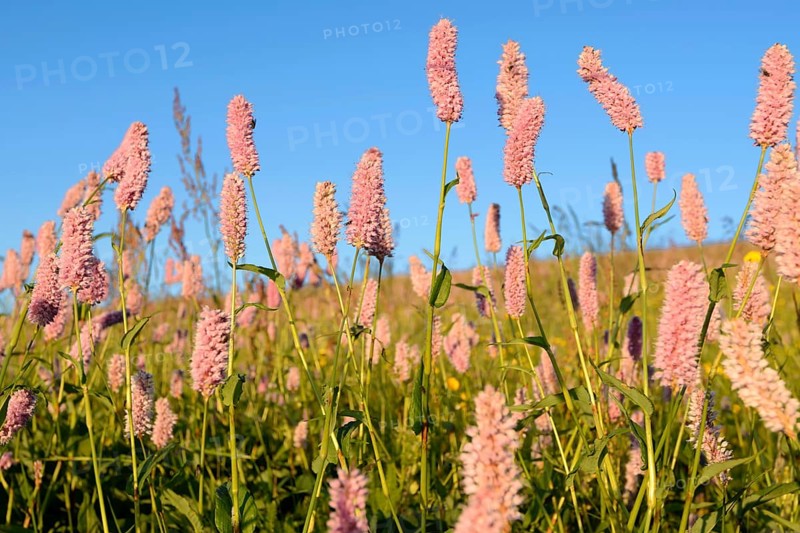 Meadow knotweed