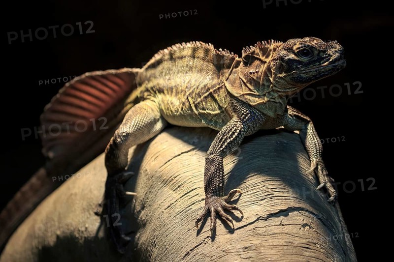Crested lizard
