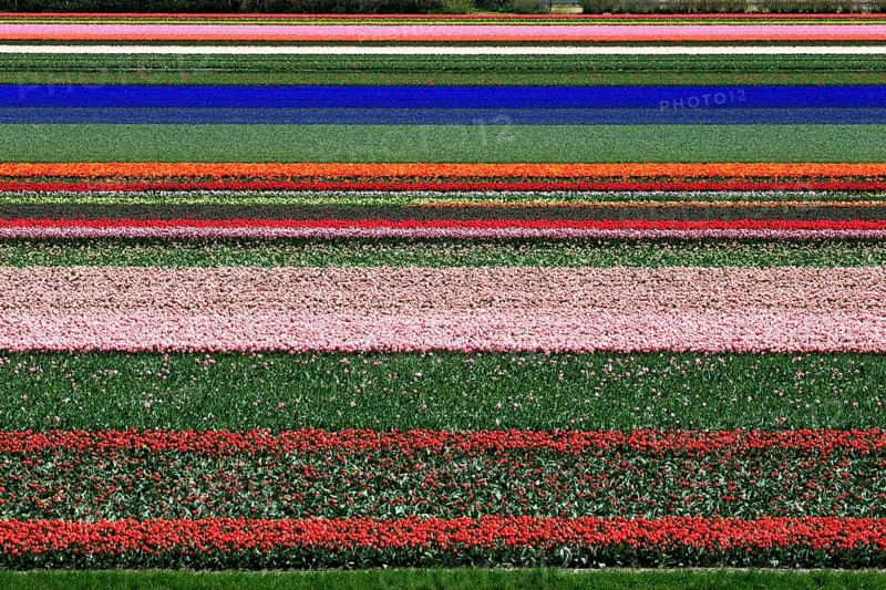 Blooming tulip field near Alkmaar