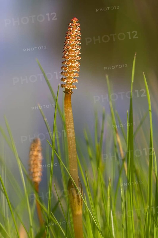 Field Horsetail