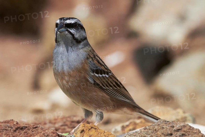 Rock Bunting