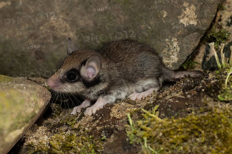 Two garden dormice
