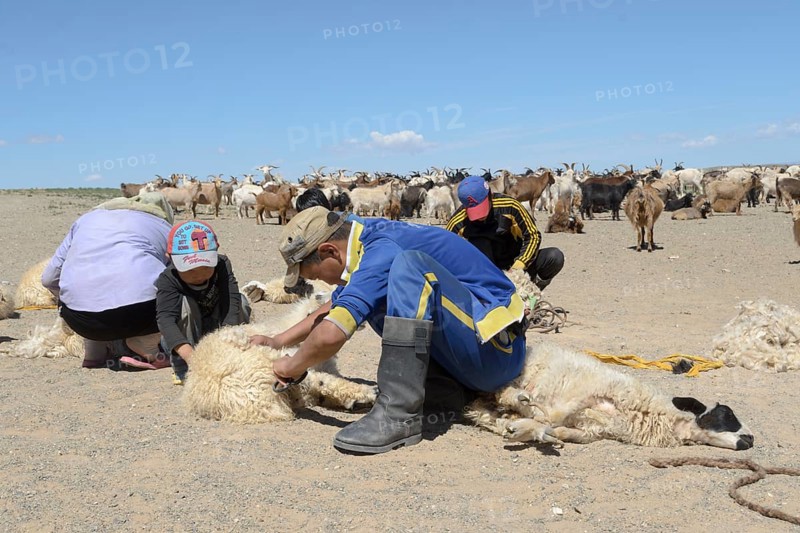 Shearing sheep