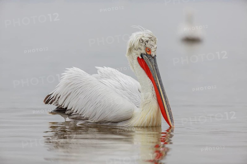 Dalmatian pelican