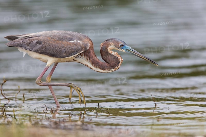 Tricolored heron