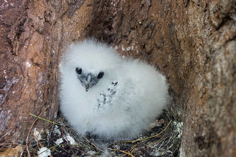 White-tailed tropicbird