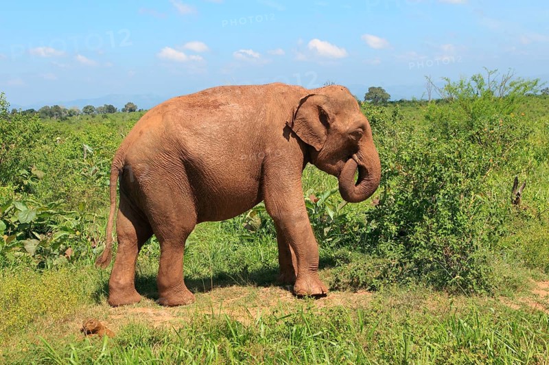 Asian elephant