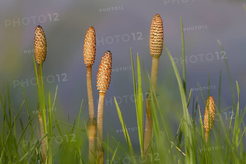 Field Horsetail