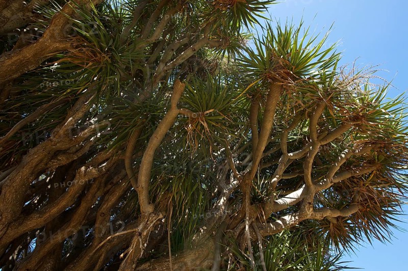 Dragon tree on the north coast