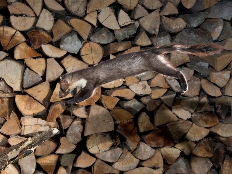 Beech marten