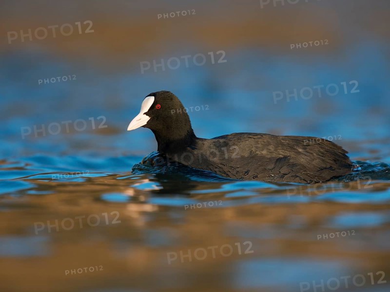 Common coot