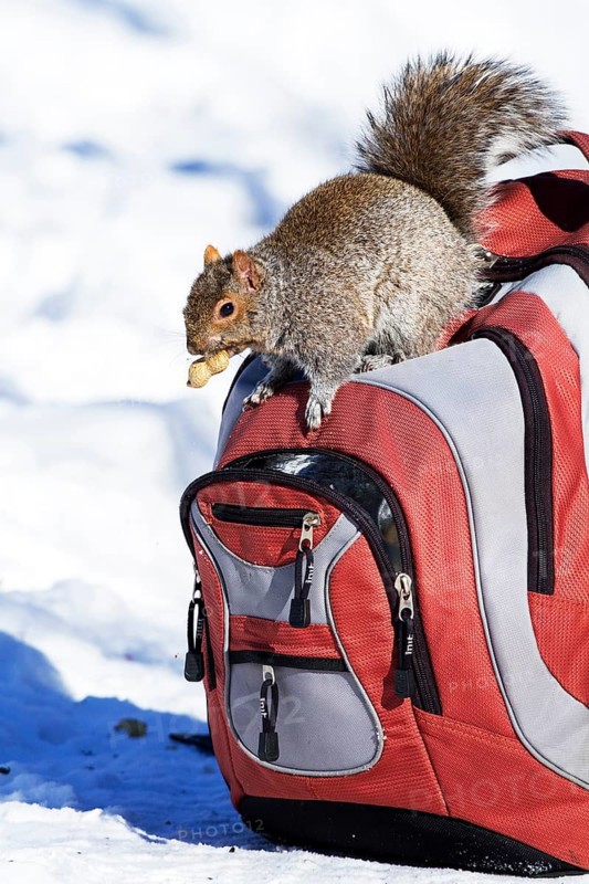 Eastern grey squirrel looking for peanuts in a backpack