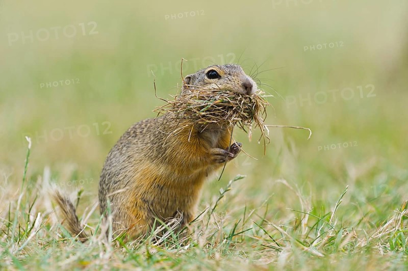 European ground squirrel
