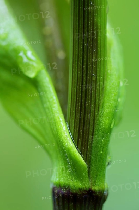 Goutweed
