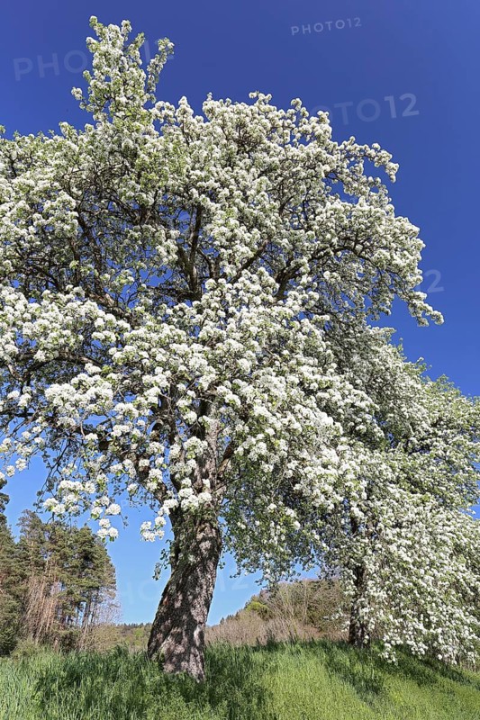 Birnbaum