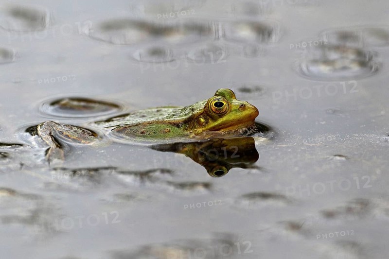 Water frog