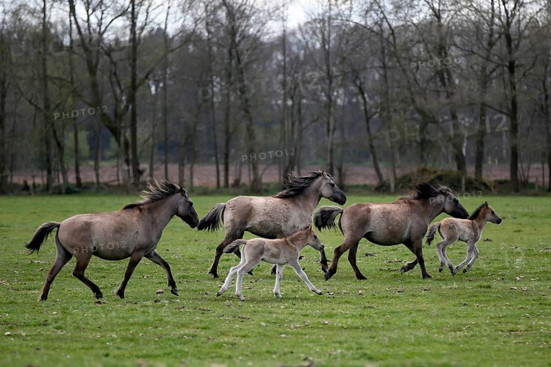 Wild Horse Duelmen