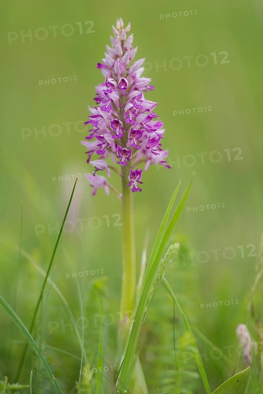 Military Orchid