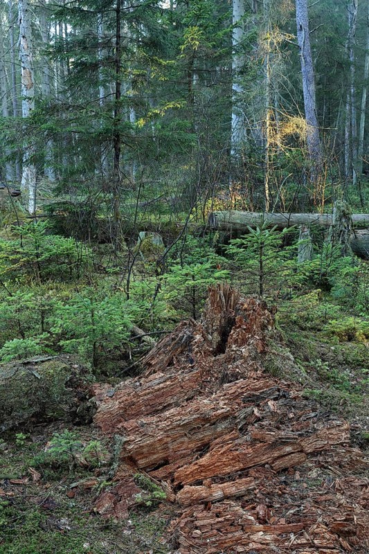 Wood decay