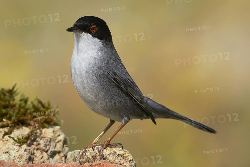 Sardinian Warbler