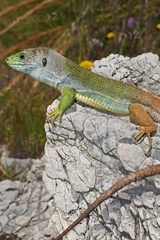 Scaled lizard