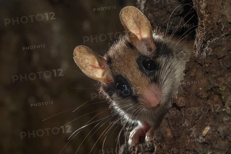 Garden dormouse