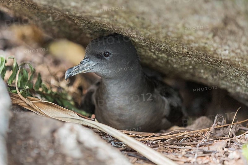 Wedge-tailed Shearwater
