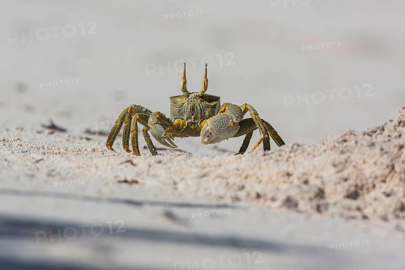 Ghost crab
