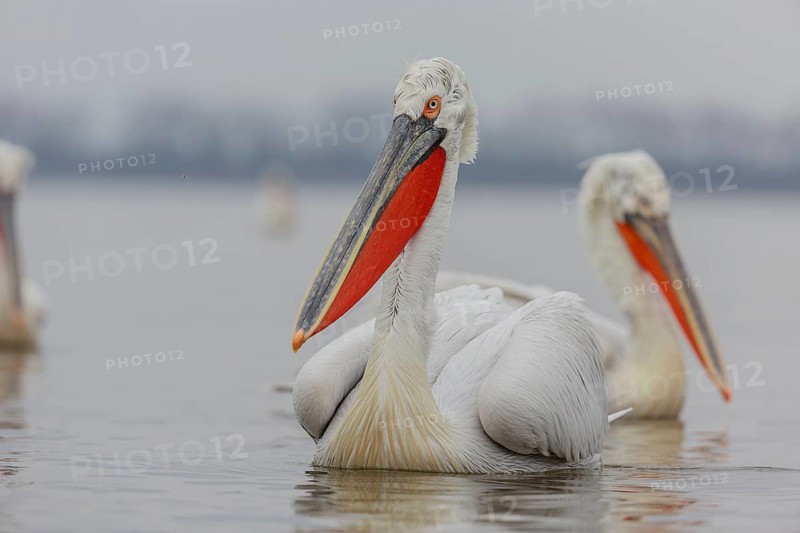 Dalmatian pelican