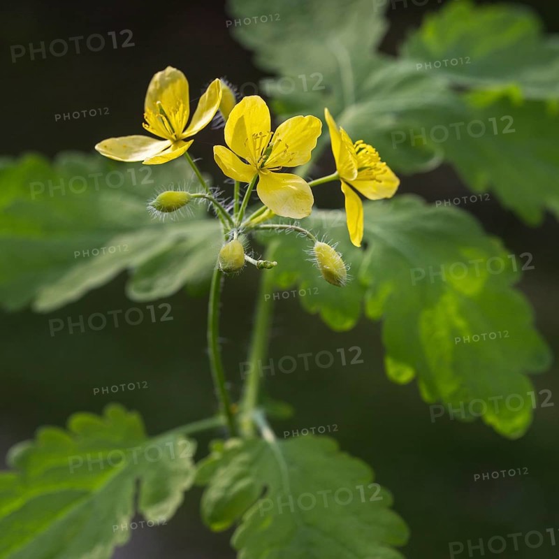 Greater celandine