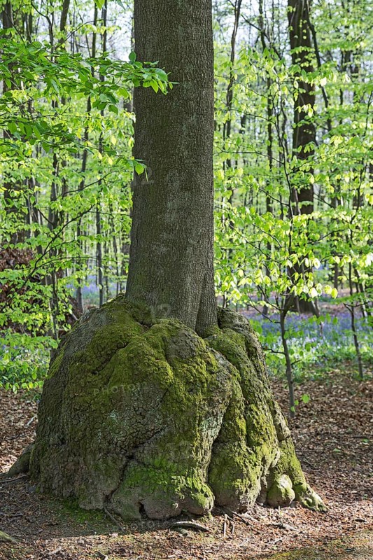 Burl