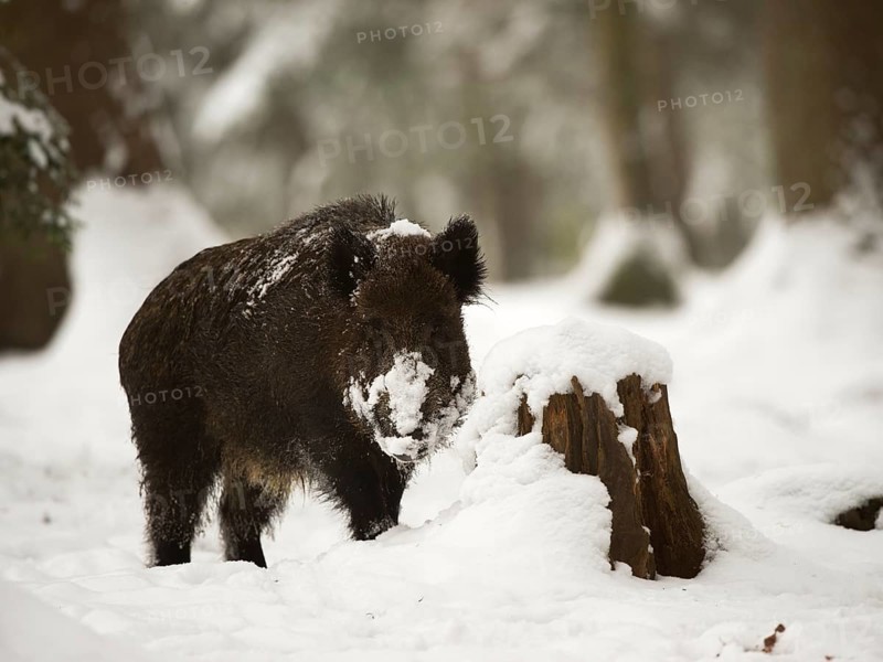 Wild boar