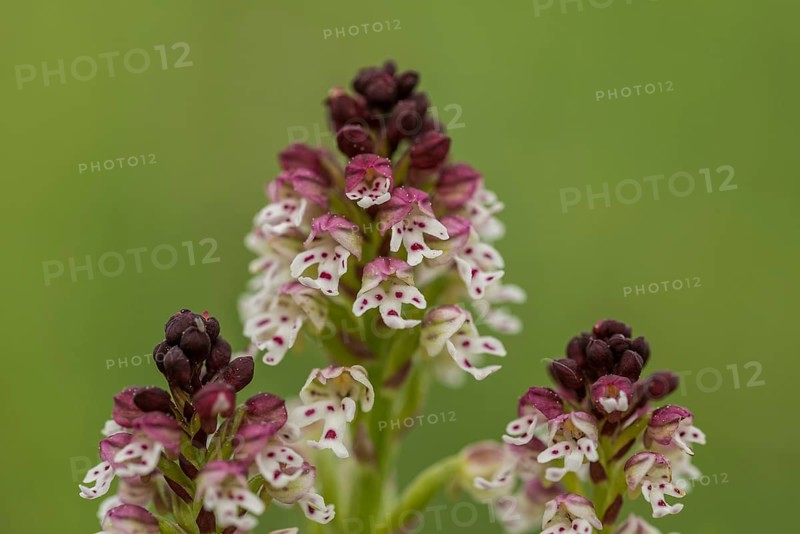 Burnt-tip orchid