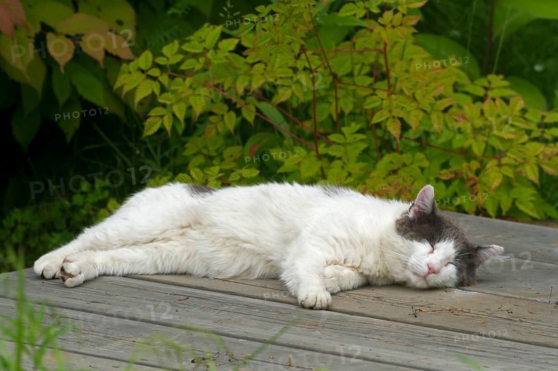 House cat on garden table
