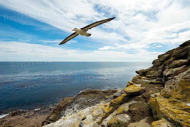 Black-browed Albatross