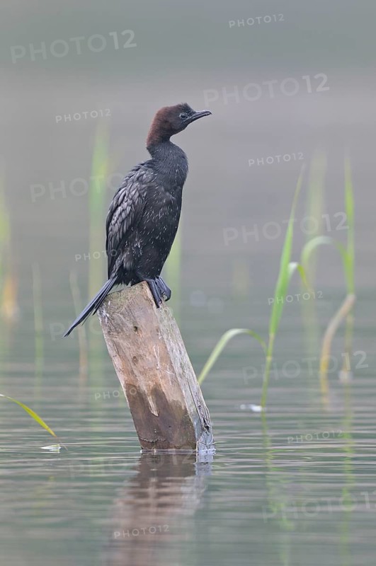 Pygmy Cormorant